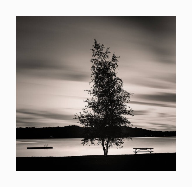 Lake Rosseau Tree