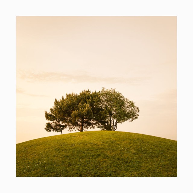 Trees on Grassy Hill